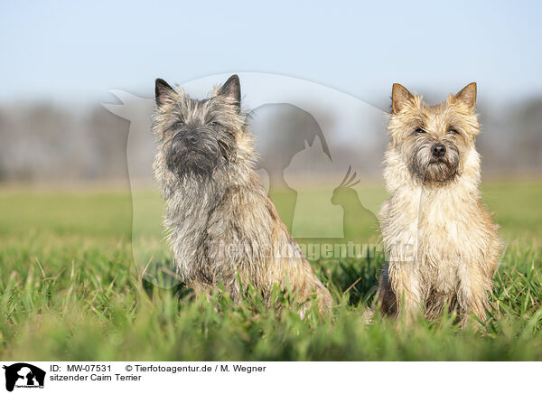 sitzender Cairn Terrier / MW-07531