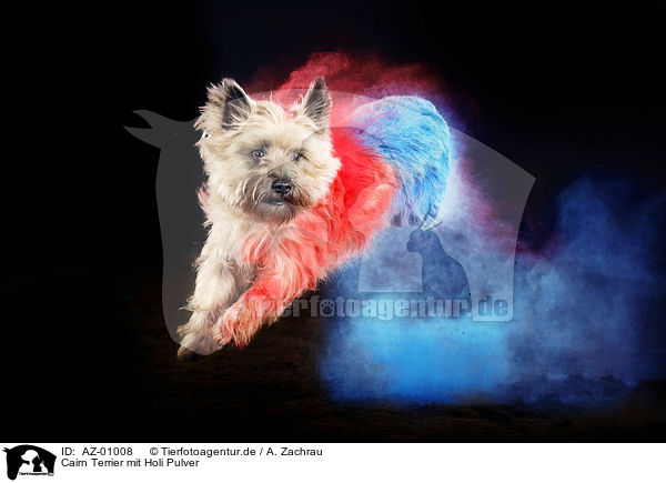 Cairn Terrier mit Holi Pulver / AZ-01008