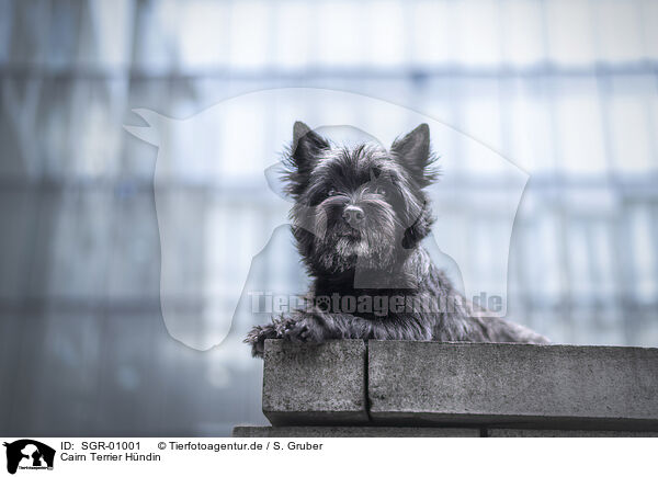 Cairn Terrier Hndin / SGR-01001
