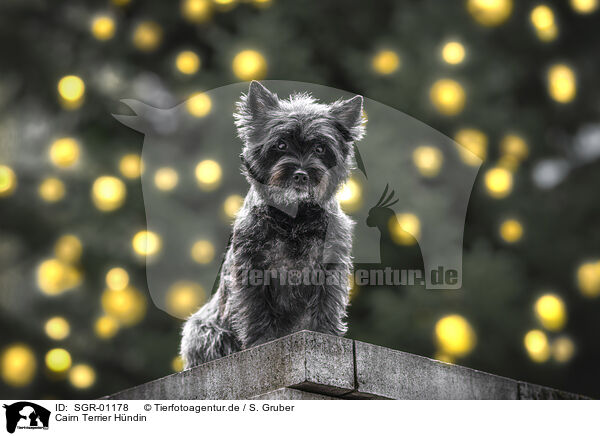 Cairn Terrier Hndin / SGR-01178