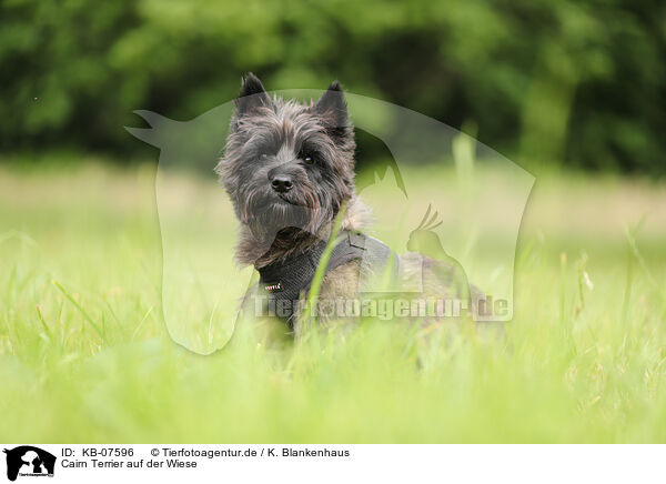 Cairn Terrier auf der Wiese / KB-07596