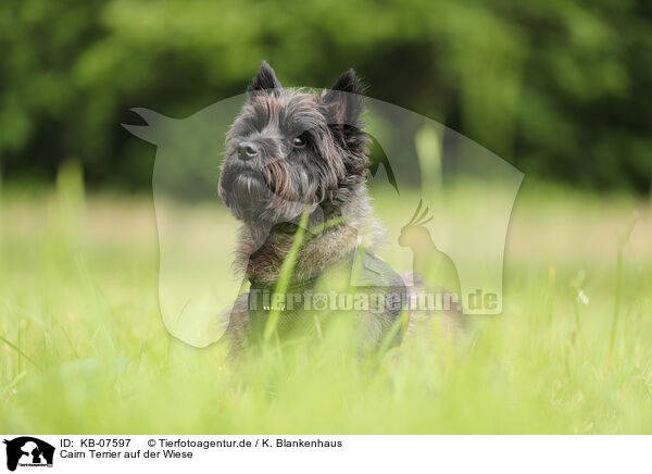 Cairn Terrier auf der Wiese / KB-07597