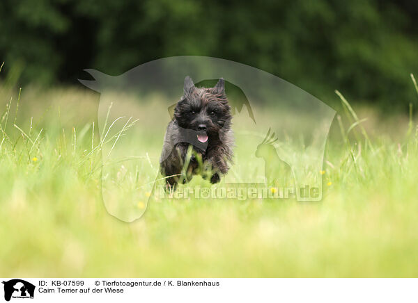 Cairn Terrier auf der Wiese / KB-07599
