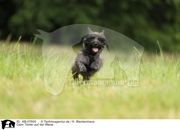 Cairn Terrier auf der Wiese / KB-07600