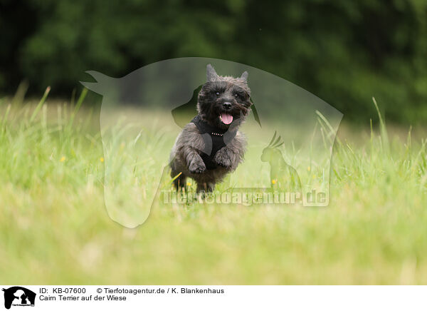Cairn Terrier auf der Wiese / Cairn Terrier in the meadow / KB-07600