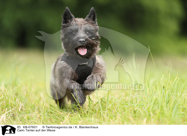Cairn Terrier auf der Wiese / KB-07601