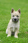 junger Cairn Terrier