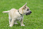 junger Cairn Terrier