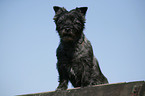 Cairn Terrier