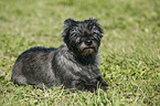 Cairn Terrier