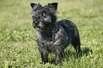 Cairn Terrier