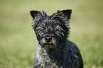 Cairn Terrier Portrait