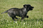 rennender Cairn Terrier