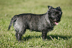 Cairn Terrier