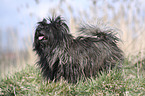 Cairn Terrier auf Wiese