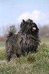 Cairn Terrier auf Wiese