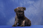 Cairn Terrier Welpe