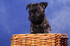 Cairn Terrier im Krbchen