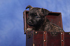 Cairn Terrier Welpe