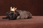 Cairn Terrier Welpe