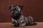 Cairn Terrier Welpe