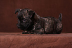 Cairn Terrier Welpe