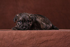 Cairn Terrier Welpe