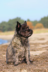 sitzender Cairn Terrier