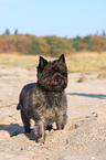 stehender Cairn Terrier