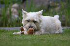 Cairn Terrier