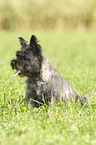 Cairn Terrier