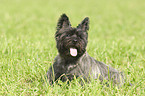 Cairn Terrier