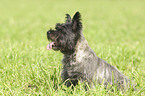 Cairn Terrier