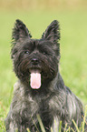 Cairn Terrier