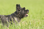 Cairn Terrier