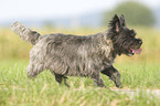 rennender Cairn Terrier