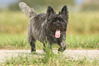 laufender Cairn Terrier