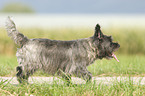 laufender Cairn Terrier