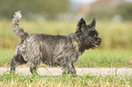 laufender Cairn Terrier