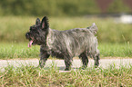 laufender Cairn Terrier