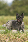 Cairn Terrier