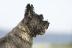 Cairn Terrier Portrait