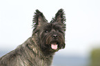 Cairn Terrier Portrait