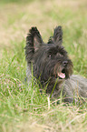 Cairn Terrier