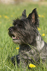 sitzender Cairn Terrier