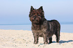 stehender Cairn Terrier