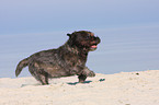 rennender Cairn Terrier