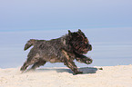 rennender Cairn Terrier