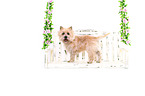 stehender Cairn Terrier