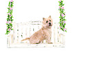 sitzender Cairn Terrier